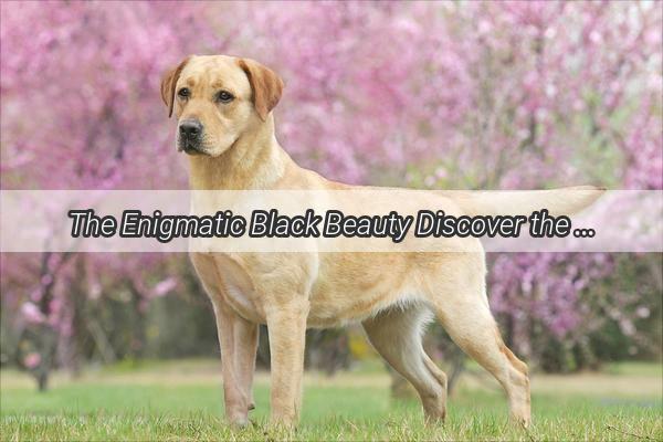 The Enigmatic Black Beauty Discover the Allure of the DarkFurred Canine